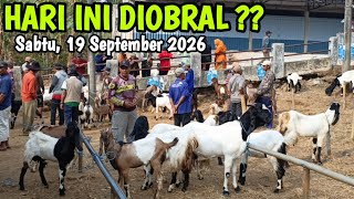 750 Thousand for 2 Goats ‼️LATEST MALE & FEMALE GOAT PRICE UPDATE TODAY AT PULE TRENGGALEK MARKET