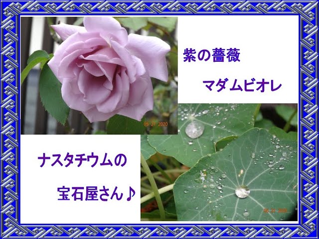 紫の薔薇 マダムビオレの開花 ナスタチウムの宝石屋さん Youtube