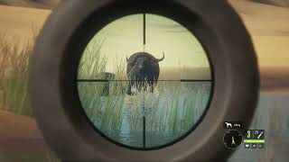2 cape Buffalo down in the hunter call of the wild my first real gaming video