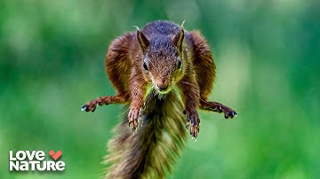 Everything You Need to Know About Flying Squirrels | Great Lakes Wild 107