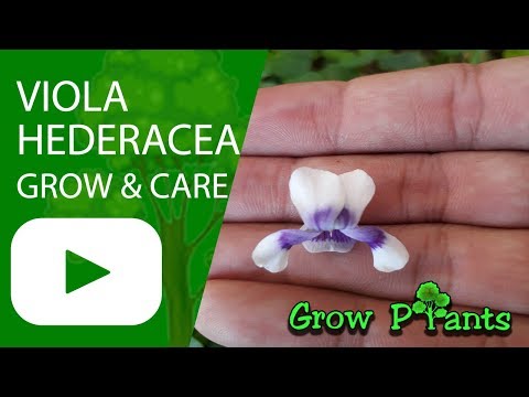 Viola hederacea - grow, care & Harvest