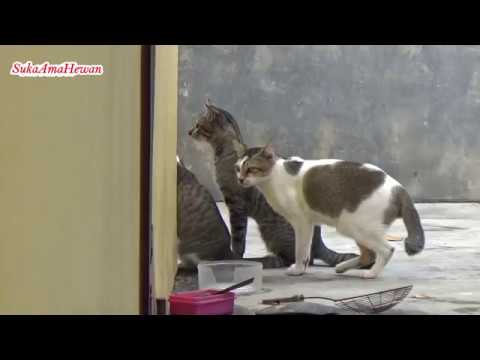  1 Kucing Kawin  Lagi Musim Kucing Kawin  Di Sini YouTube
