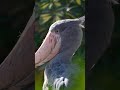 #shoebill #shorts