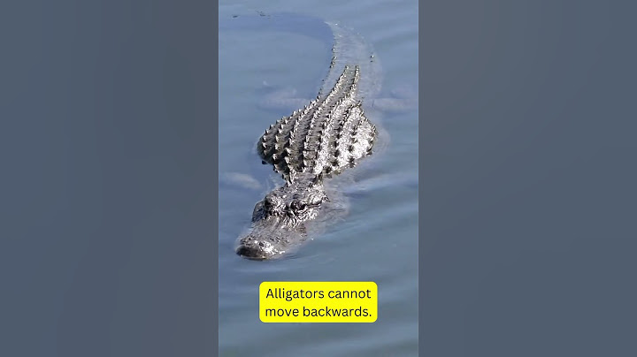 How to escape an #alligator attack? 🐊