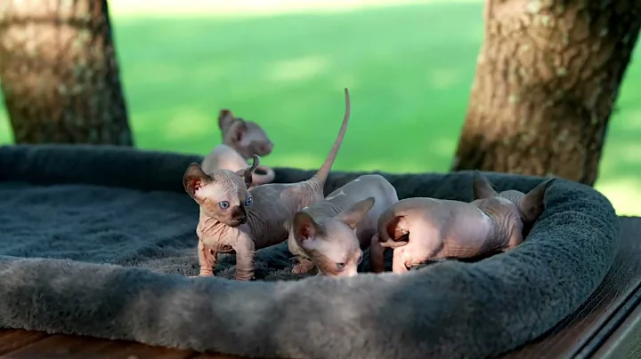 Video 5377521: sphynx kitten, tiny hairless