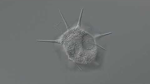 Hastatella radians