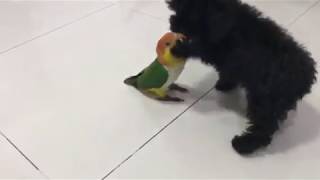 Friendship between my toy poodle and white bellied caique ( dog and parrot). @andy_hoo_brankass by Andy Hoo 33,732 views 6 years ago 1 minute, 7 seconds