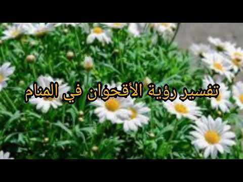 تفسير رؤية الأقحوان في المنام