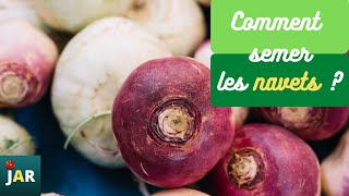 Comment Semer Les Navets ?