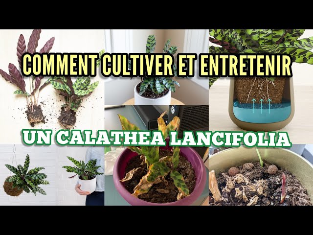 Comment cultiver et entretenir un Calathea lancifolia ?