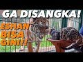 KUCING KETEMU HARIMAU (ESHAN)! HANYA KE KIARA DIA GINI.. ALSHAD SAMPE KAGET!