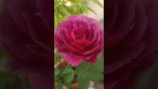  Midnight blue rose#baghwanbagichareengus #purplerose #bluerose #rose #roselover #rosé #jaipur