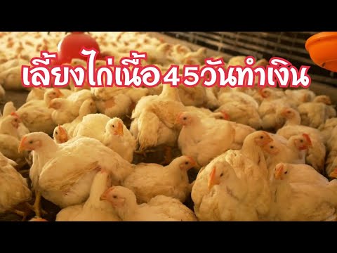 วีดีโอ: วิธีการเพาะพันธุ์ไก่เนื้อ