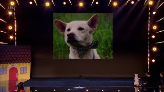 Britain's Got Talent 2020 Amanda & Her Magical Pooch Miracle Full Audition S14E05