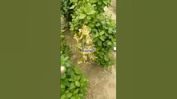 متاح حاليا جرعة مطورة لعلاج يباس القات نقاز ناقز ضمور عفن جذور ذبول موت ثماد نكال في اليمن حلول 
