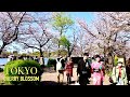 Tokyo cherry blossom | Ueno park cherry blossom have bloomed and will be beautiful on weedkend【上野公園】