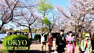 Tokyo cherry blossom | Ueno park cherry blossom have bloomed and will be beautiful on weedkend【上野公園】