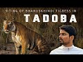 Tadoba  the royal walk of tigeress at nimdela gate  marathi vlog  ep1