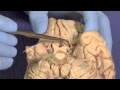 Olfactory: Neuroanatomy Video Lab - Brain Dissections