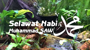 Selawat dan Salam ke Atas Junjungan Besar Nabi Muhammad SAW | Muhammad SAW | Aquarium | Merdu | Soft