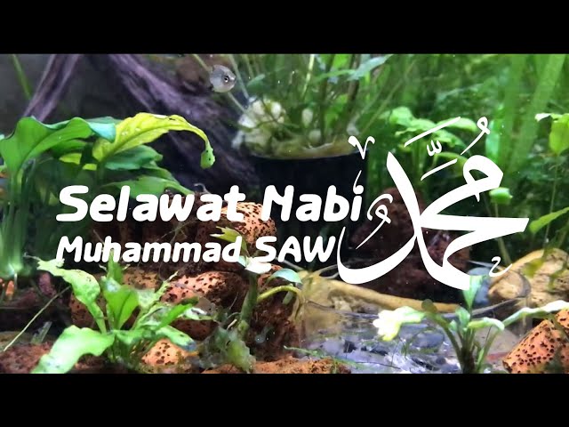 Selawat dan Salam ke Atas Junjungan Besar Nabi Muhammad SAW | Muhammad SAW | Aquarium | Merdu | Soft class=