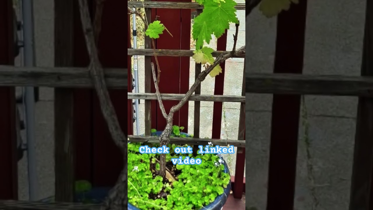 Winter Pruning Grapes