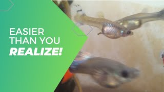 Guppy breeding 101