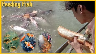 Feeding fish with Bread for survive fish in lake. Information