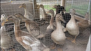 Ya sacamos los patitos a un lugar mas amplio animales de granja