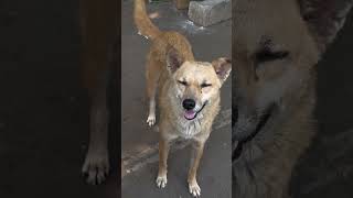 Feeding Love, Not Just Food ❤️#shorts #youtubeshorts #viral #dog #trending #food