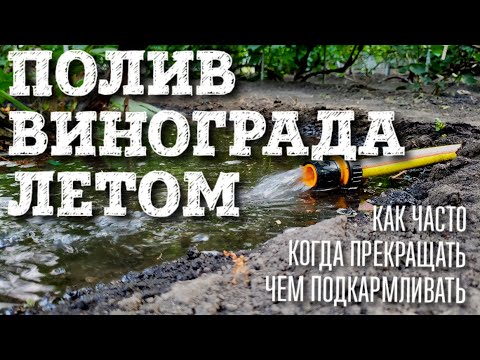 Видео: Требования к поливу виноградной лозы: узнайте, как поливать виноград в саду