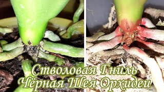 : ! Phal. Big Lip Abba | ׸   |  