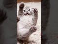 Scottish Fold oyunda. 😂🐱 #Shorts