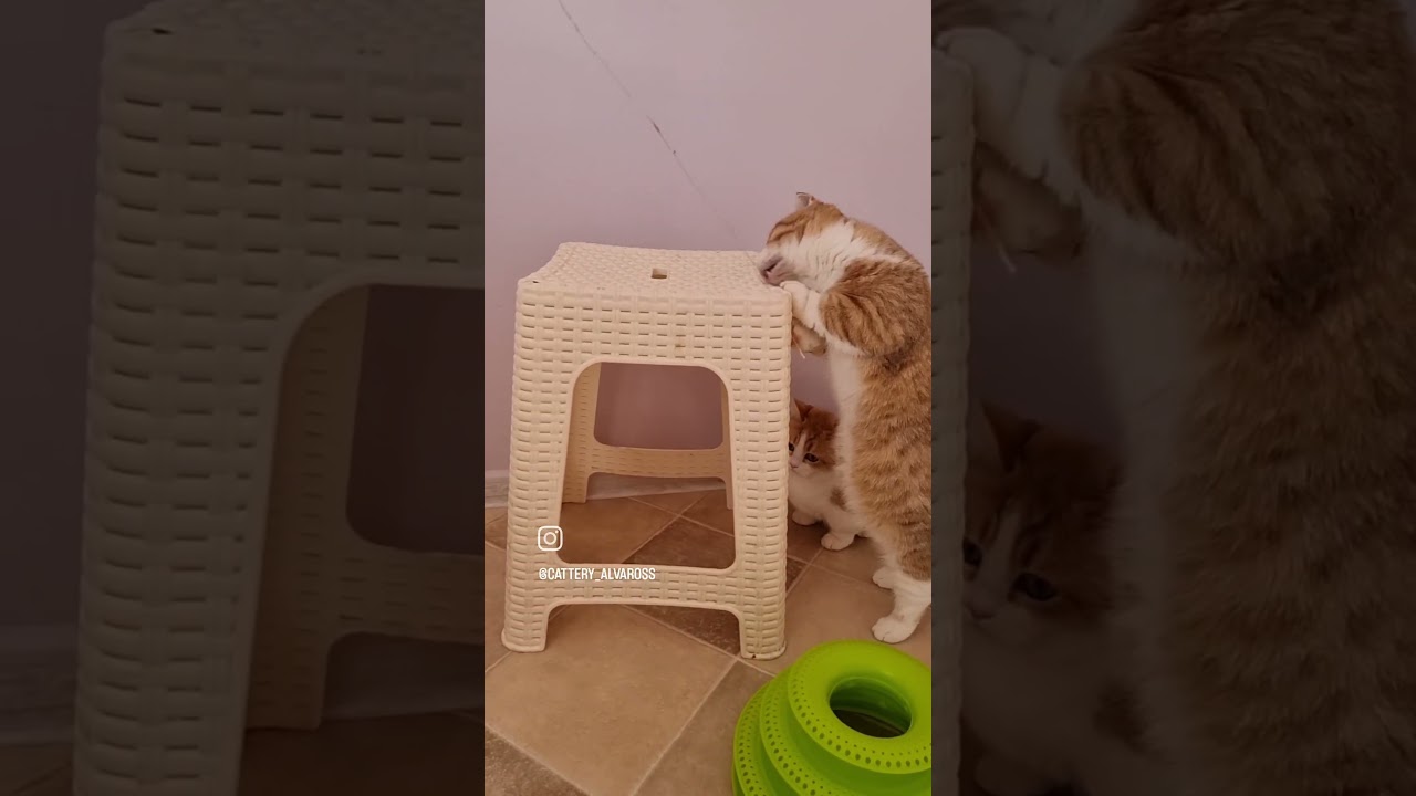 милые коротышки (скоттиш килт)