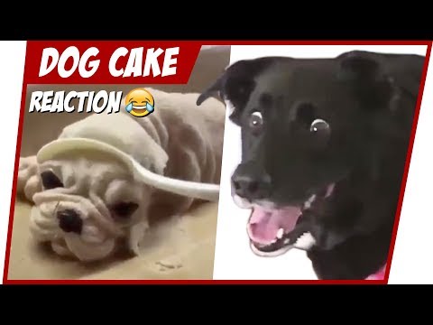 hilarious-dog-reaction-to-cutting-cake-😂try-not-to-laugh-🐕