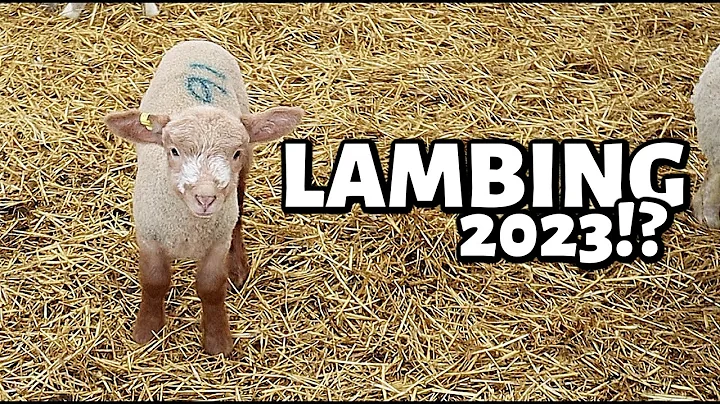 A week of planning and preparing for 2023 lambs......