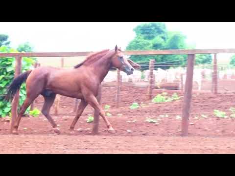 LOTE 104 CAVALO