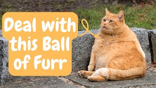 Transform Your Overweight Kitty into a Purrfectly Fit Feline! by Keeping Pet 190 views 11 months ago 5 minutes, 21 seconds