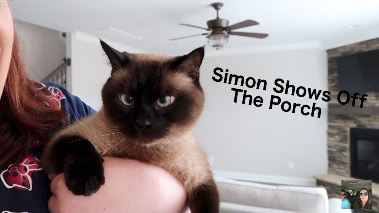 Давайте поболтаем в дороге + Саймон демонстрирует новый видеоблог о крыльце | PaulAndShannonsLife