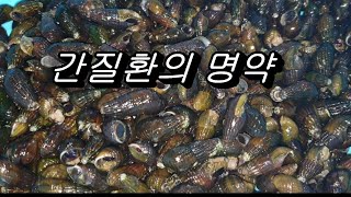 복수증상과 간경화 치료효과가 매우 탁월해서 민물의 웅담이라고 불리우는 다슬기효능 및 잡는방법