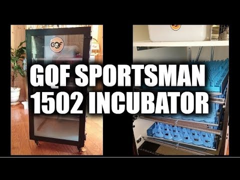 Incubator Gqf Model 1502 Sportsman Youtube