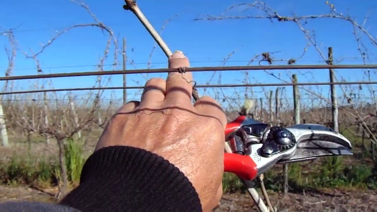 poda de vid diseño Guyot