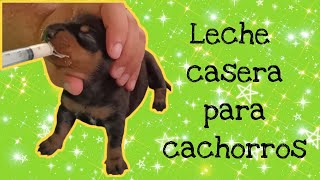 Leche casera para cachorros