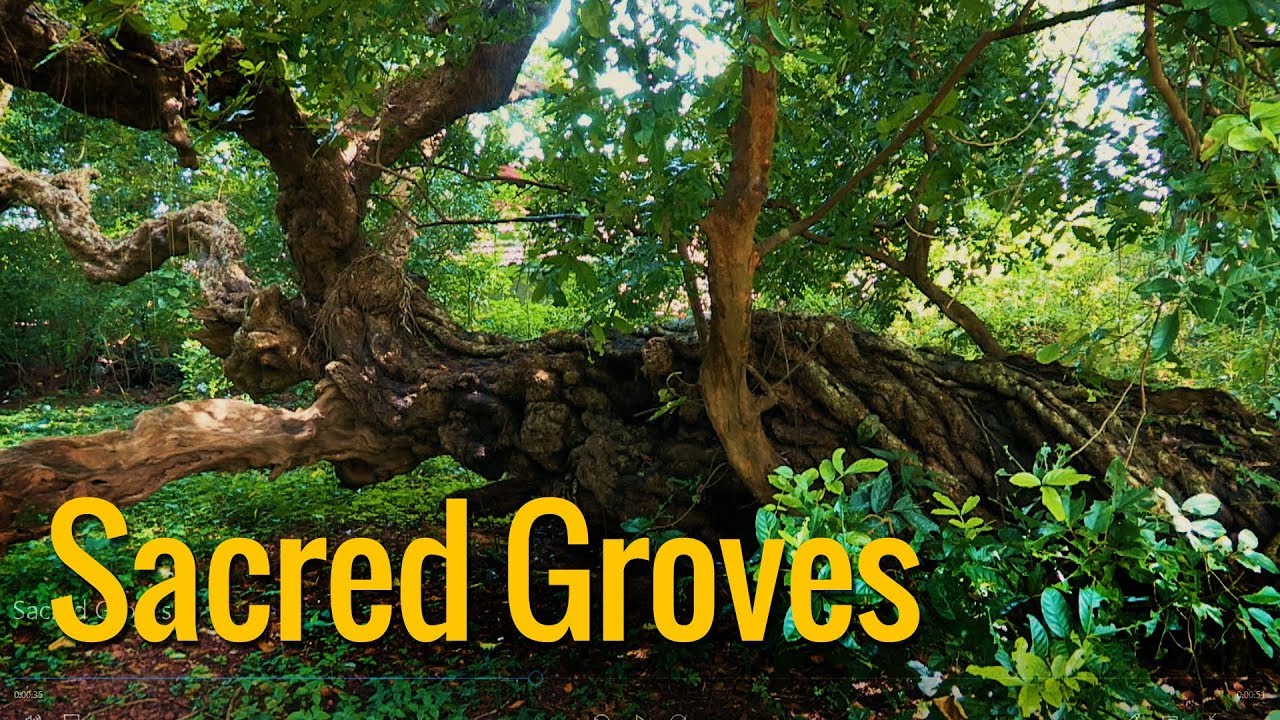 Sacred Groves | Conserve biodiversity for a better tomorrow - YouTube