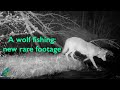 A wolf fishing new rare footage