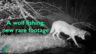 A wolf fishing: new rare footage