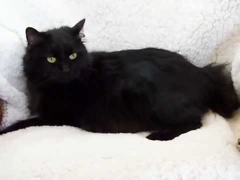 black american bobtail cat
