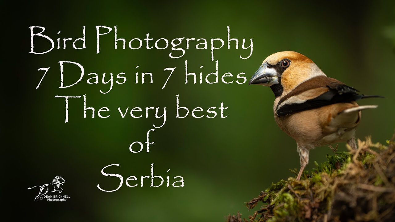 Bird photography 7 days in 7 hides the best of Serbia