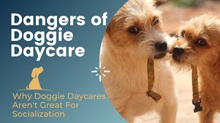 Puppy Playtime  Why Doggie Daycares Aren't Great For Socialization