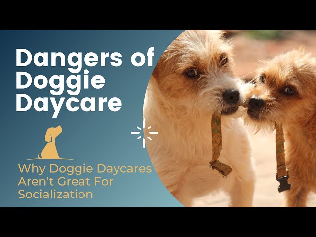 Puppy Playtime - Why Doggie Daycares Aren'T Great For Socialization -  Youtube
